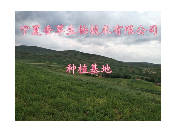 藍蝴蝶提取物10:1